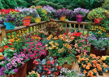 How you can create eye-catching container gardens at your home