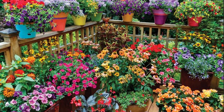 How you can create eye-catching container gardens at your home