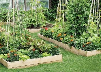 Vege-matic: Use these tips from the Arlington Parks & Recreation Department to create raised garden beds this spring
