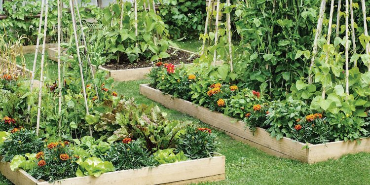 Vege-matic: Use these tips from the Arlington Parks & Recreation Department to create raised garden beds this spring